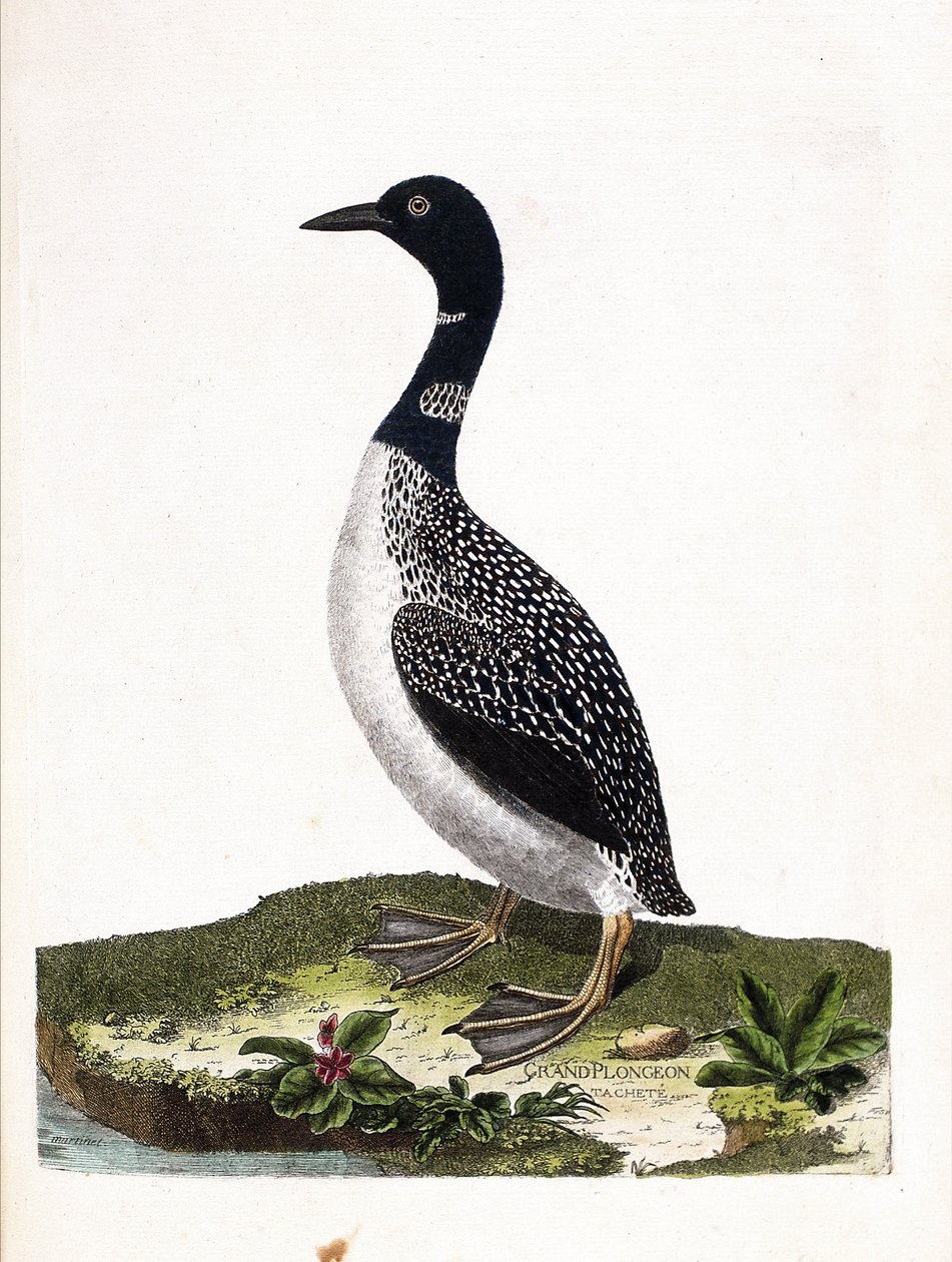 Zoologische Tafel (Ornithologie): Der Eistaucher (Gavia immer). Illustration in „Die Geschichte der Vögel, gemalt in ihren erscheinenden und empfindlichen Aspekten“ von Francois Nicolas Martinet (1731-1800). Private Sammlung. von Francois Nicolas Martinet