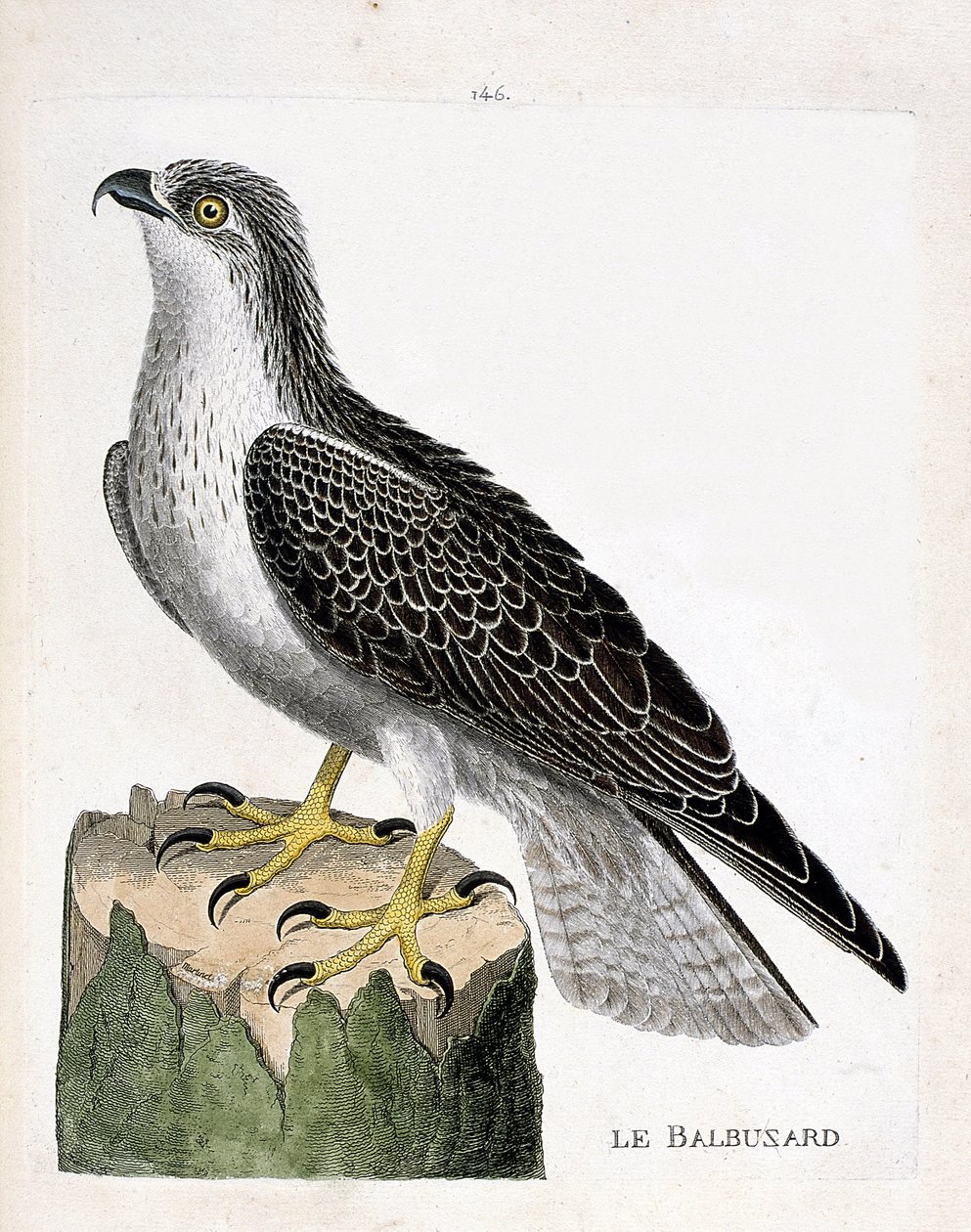 Zoologische Tafel (Ornithologie): Der Fischadler (Pandion haliaetus). Illustration in „Die Geschichte der Vögel, gemalt in ihren erscheinenden und empfindlichen Aspekten“ von Francois Nicolas Martinet (1731-1800). Private Sammlung. von Francois Nicolas Martinet