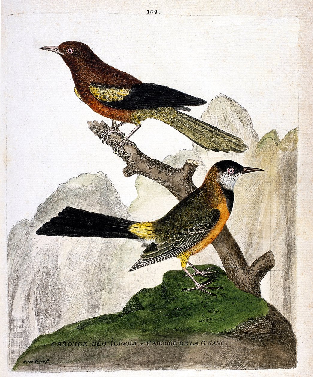 Zoologische Tafel (Ornithologie): Illinois-Rotkehlchen (Baltimoretrupial oder Icterus bonana) und Guayana-Rotkehlchen (Martinique-Trupial oder Icterus bonana) auf einem Ast. Illustration in „Die Geschichte der Vögel, gemalt in ihren erscheinenden und empfi von Francois Nicolas Martinet