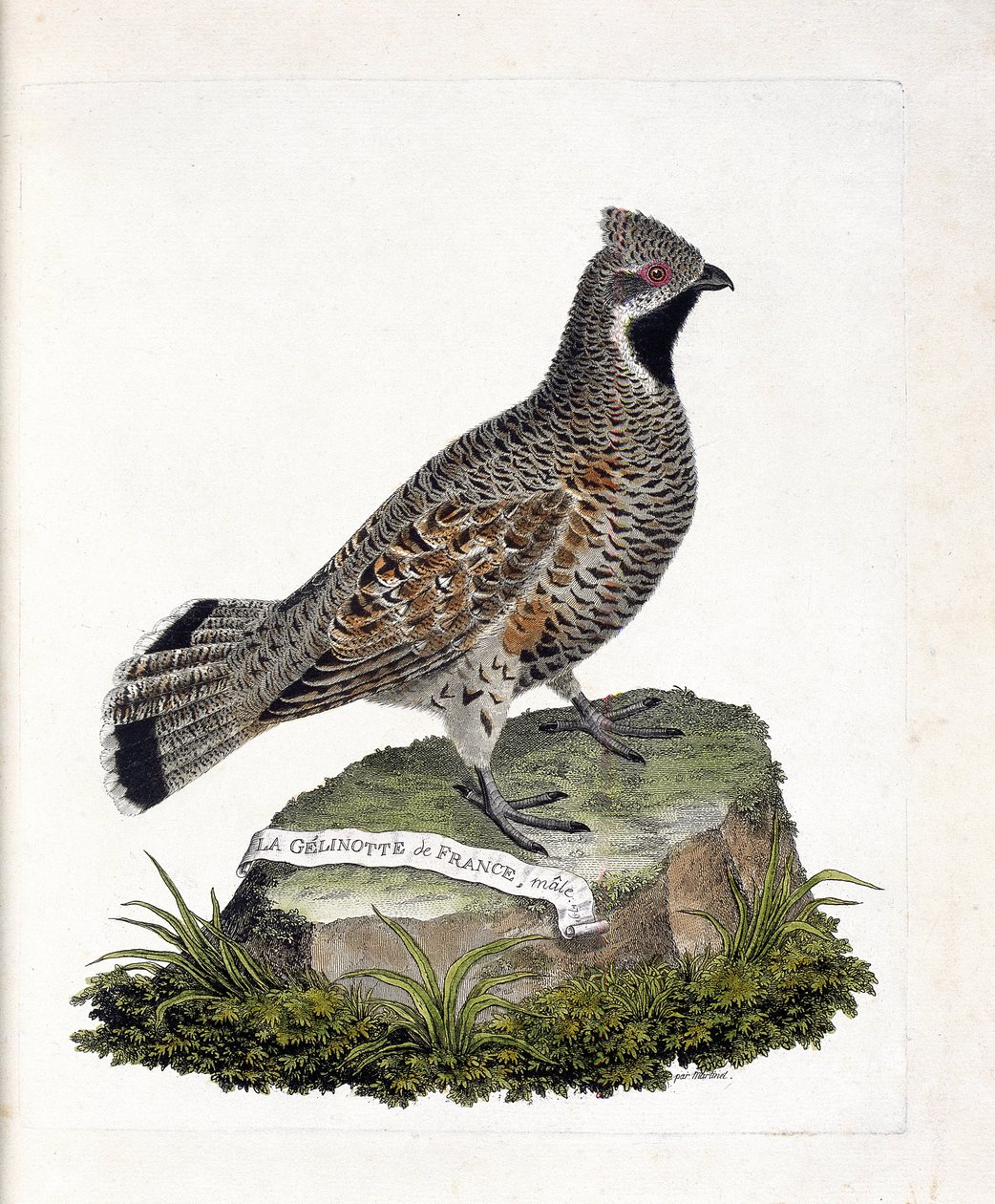Zoologische Tafel (Ornithologie): Der männliche Gelinotte von Frankreich (Waldgelinotte oder Bonasia bonasia). Illustration in „Die Geschichte der Vögel, gemalt in ihren erscheinenden und empfindlichen Aspekten“ von Francois Nicolas Martinet (1731-1800). P von Francois Nicolas Martinet