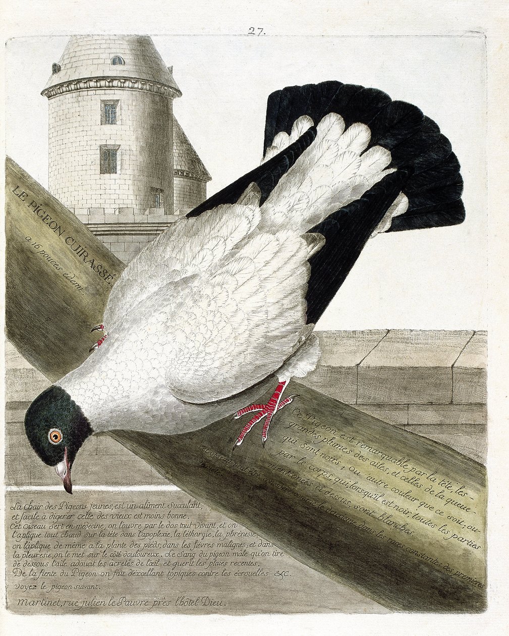 Zoologische Tafel (Ornithologie): Der Kriegstaube (Columba livia). Illustration in „Die Geschichte der Vögel, gemalt in ihren erscheinenden und empfindlichen Aspekten“ von Francois Nicolas Martinet (1731-1800). Private Sammlung. von Francois Nicolas Martinet