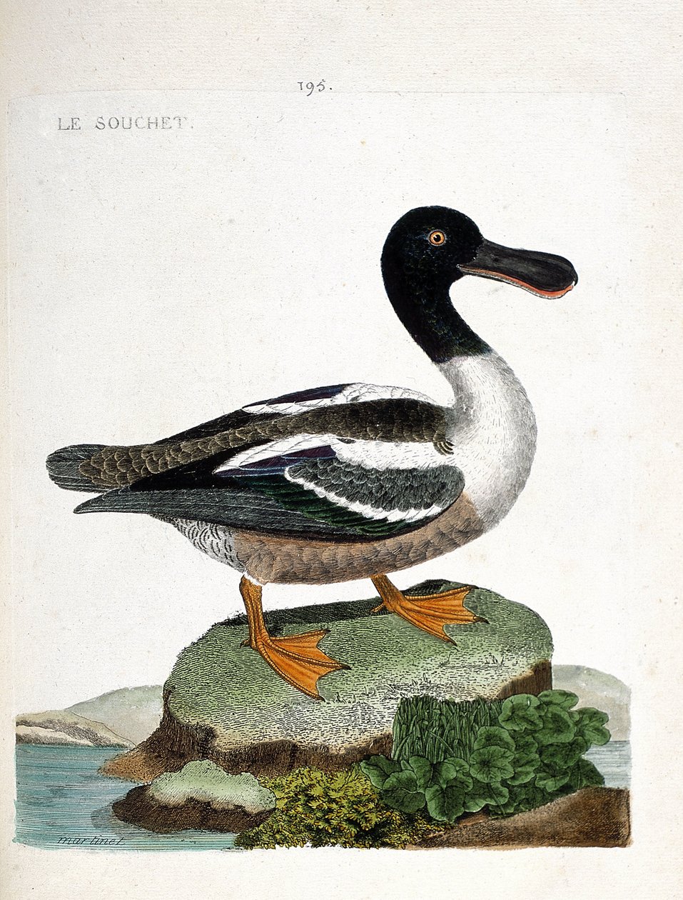 Zoologische Tafel (Ornithologie): Der Löffelente (Anas clypeata). Illustration in „Die Geschichte der Vögel, gemalt in ihren erscheinenden und empfindlichen Aspekten“ von Francois Nicolas Martinet (1731-1800). Private Sammlung. von Francois Nicolas Martinet