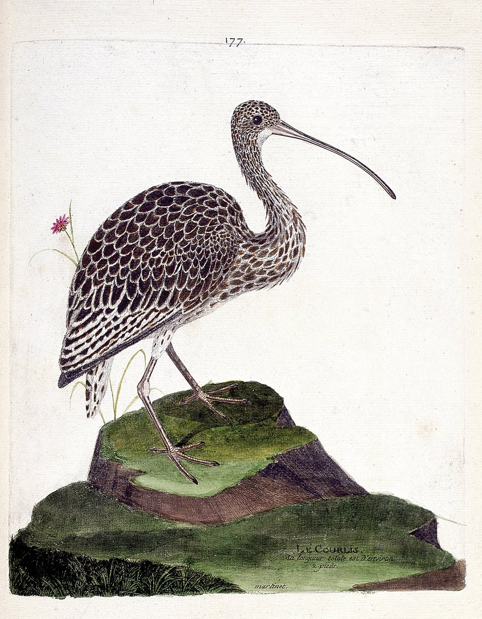 Zoologische Tafel (Ornithologie): Brachvogel (Numenius arquata). Illustration in „Die Geschichte der Vögel“ von Francois Nicolas Martinet (1731-1800). Private Sammlung. von Francois Nicolas Martinet
