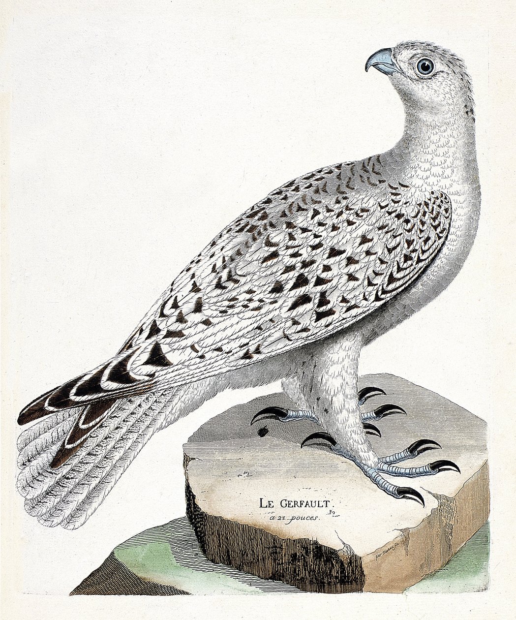 Zoologische Tafel (Ornithologie): Der Gerfalke (Falco rusticolus). Illustration in „Die Geschichte der Vögel, gemalt in ihren erscheinenden und empfindlichen Aspekten“ von Francois Nicolas Martinet (1731-1800). Private Sammlung. von Francois Nicolas Martinet