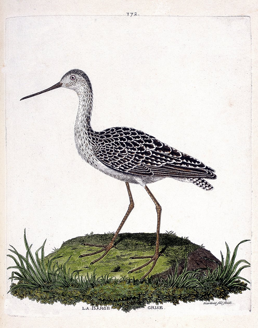 Zoologische Tafel (Ornithologie): Pfuhlschnepfe (Limosa lapponica). Illustration in „Die Geschichte der Vögel, gemalt in ihren erscheinenden und empfindlichen Aspekten“ von Francois Nicolas Martinet (1731-1800). Private Sammlung von Francois Nicolas Martinet