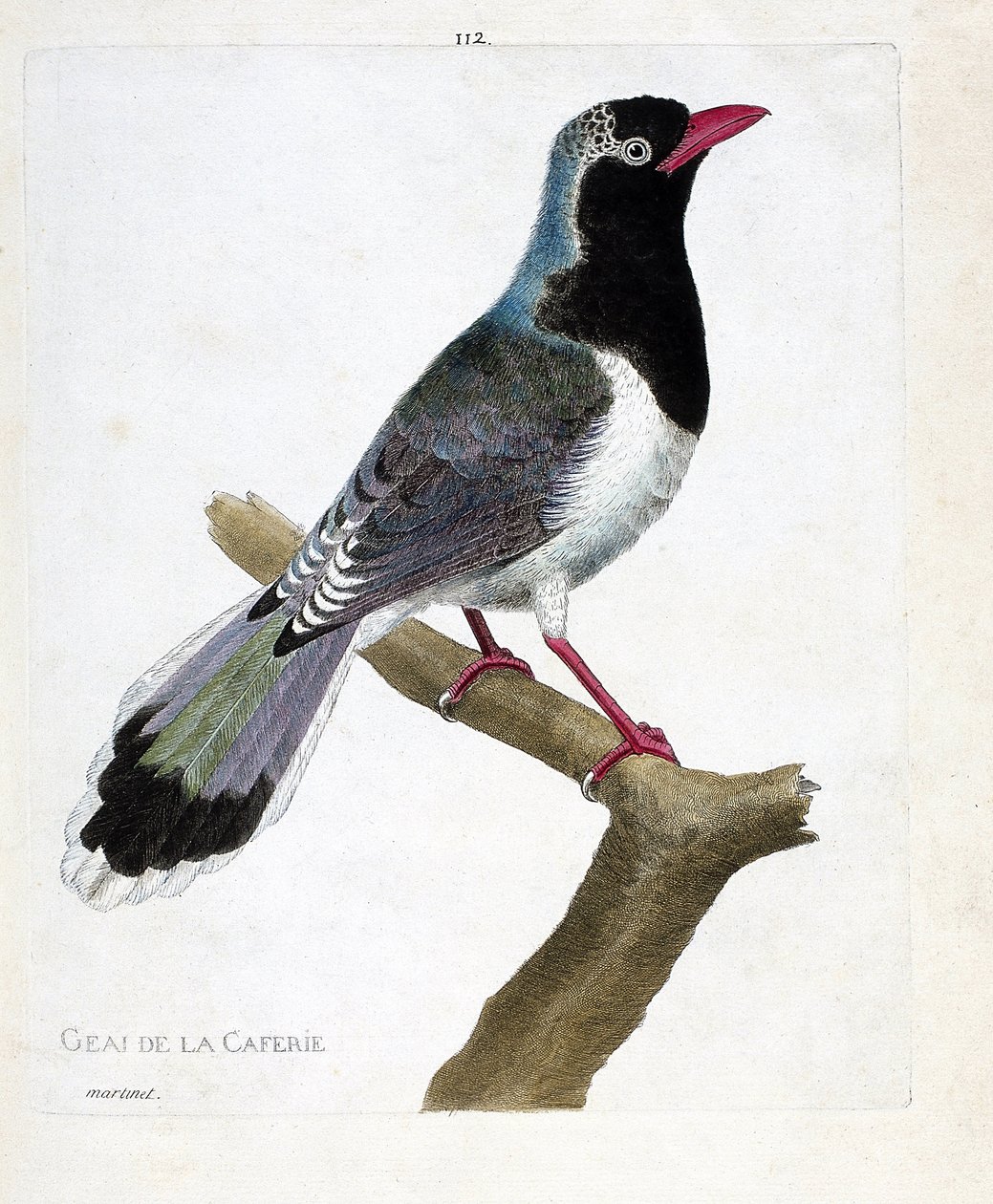 Zoologische Tafel (Ornithologie): Die Kaffeeschmiede (Rotbeakige Pirolla oder Urocissa erythrorhyncha). Illustration in „Die Geschichte der Vögel, gemalt in ihren erscheinenden und empfindlichen Aspekten“ von Francois Nicolas Martinet (1731-1800). Private  von Francois Nicolas Martinet