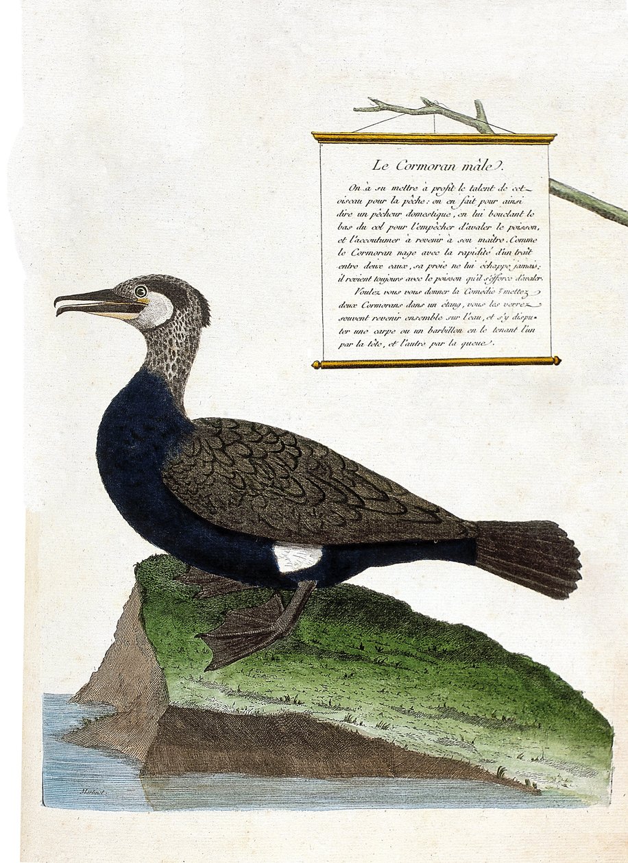 Zoologische Tafel (Ornithologie): Der männliche Kormoran (Phalacrocorax carbo). Illustration in „Die Geschichte der Vögel, gemalt in ihren erscheinenden und empfindlichen Aspekten“ von Francois Nicolas Martinet (1731-1800). Private Sammlung von Francois Nicolas Martinet