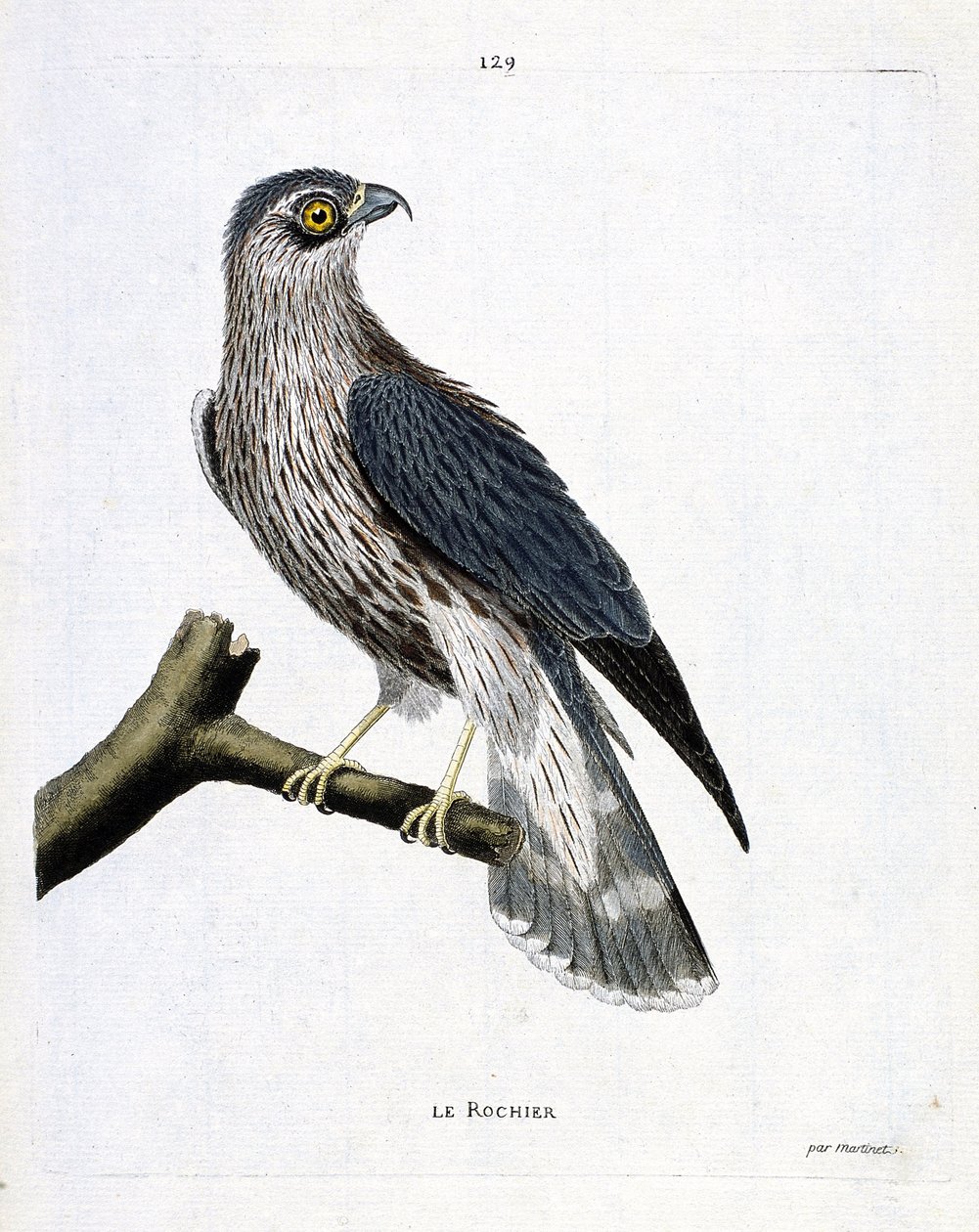 Zoologische Tafel (Ornithologie): Der Fels (Merlinfalke oder Falco colombarius) auf einem Ast. Illustration in „Die Geschichte der Vögel, gemalt in ihren erscheinenden und empfindlichen Aspekten“ von Francois Nicolas Martinet (1731-1800). Private Sammlung. von Francois Nicolas Martinet
