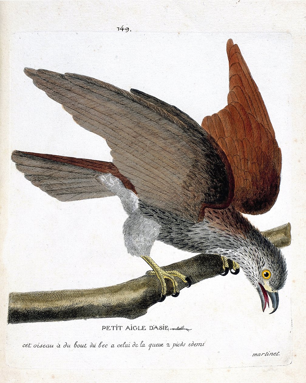 Zoologische Tafel (Ornithologie): Der kleine asiatische Adler (Sacre oder Haliastur indus) auf einem Ast. Illustration in „Die Geschichte der Vögel, gemalt in ihren erscheinenden und empfindlichen Aspekten“ von Francois Nicolas Martinet (1731-1800). von Francois Nicolas Martinet