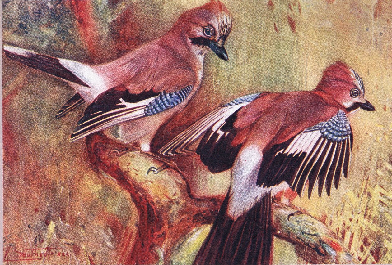 Eichelhäher, Illustration aus Wild Nature & Country Life, veröffentlicht von Hodder & Stoughton, ca. 1910 von Frank Southgate