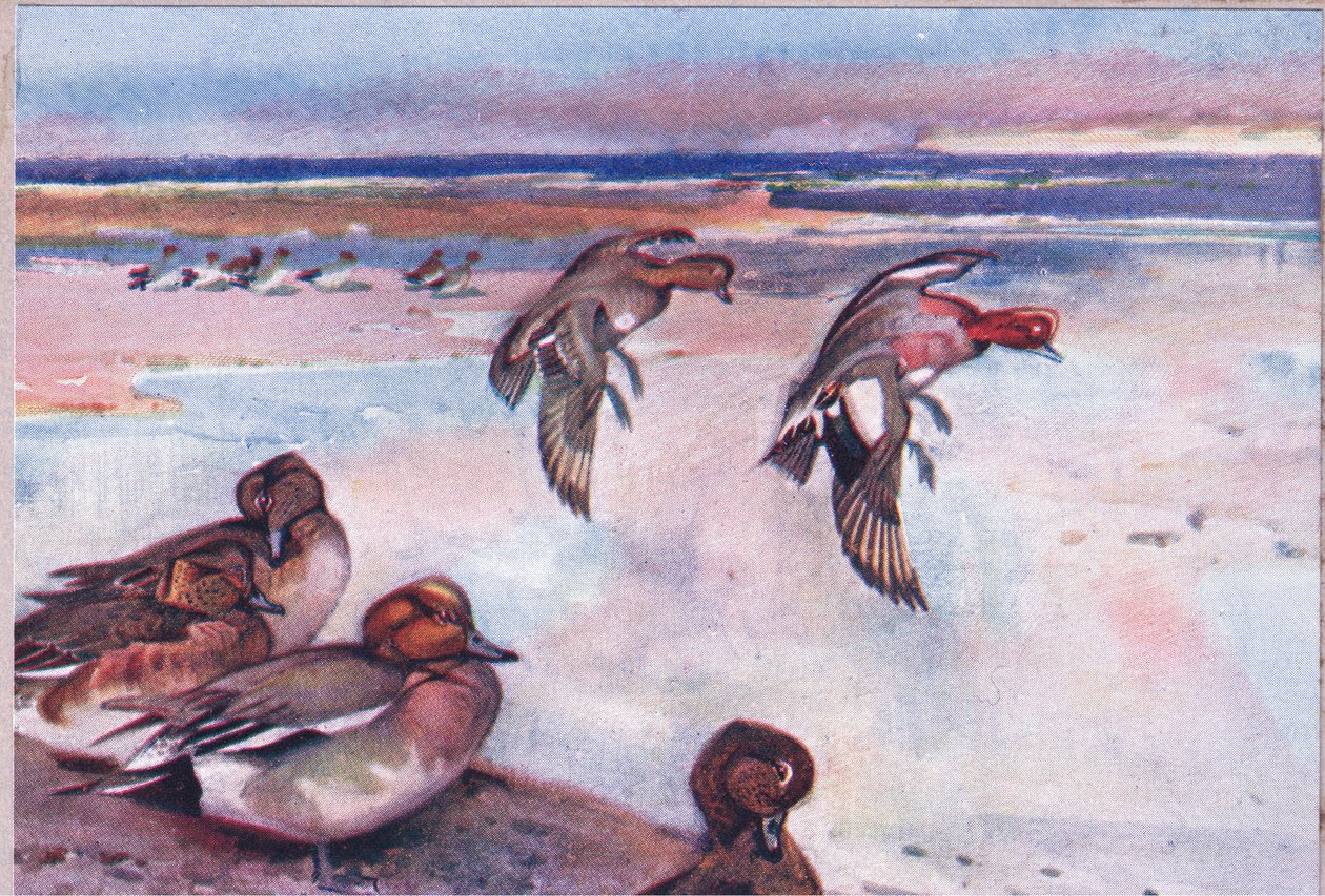 Pfeifenten, Illustration aus Wild Nature & Country Life, veröffentlicht von Hodder & Stoughton, ca. 1910 von Frank Southgate
