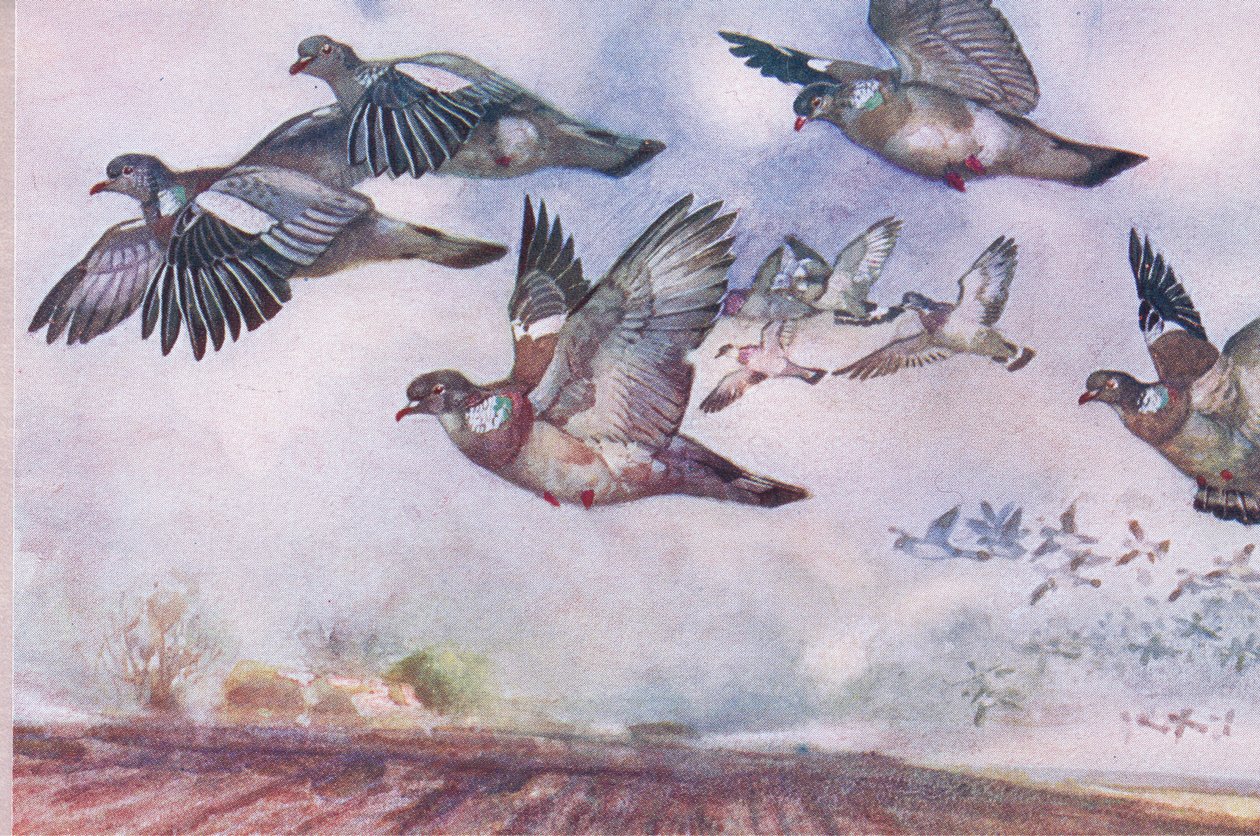 Ringeltauben im Flug, Illustration aus Wild Nature & Country Life, veröffentlicht von Hodder & Stoughton, ca. 1910 von Frank Southgate