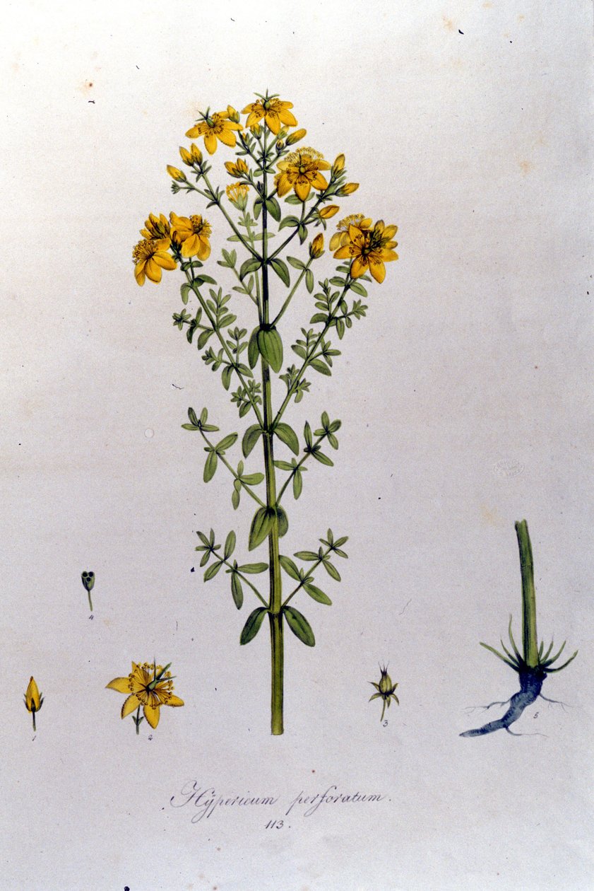 Das Johanniskraut aus F. De Paola De Schranks „Flora Monacensis“. München 1816 von Franz Schrank