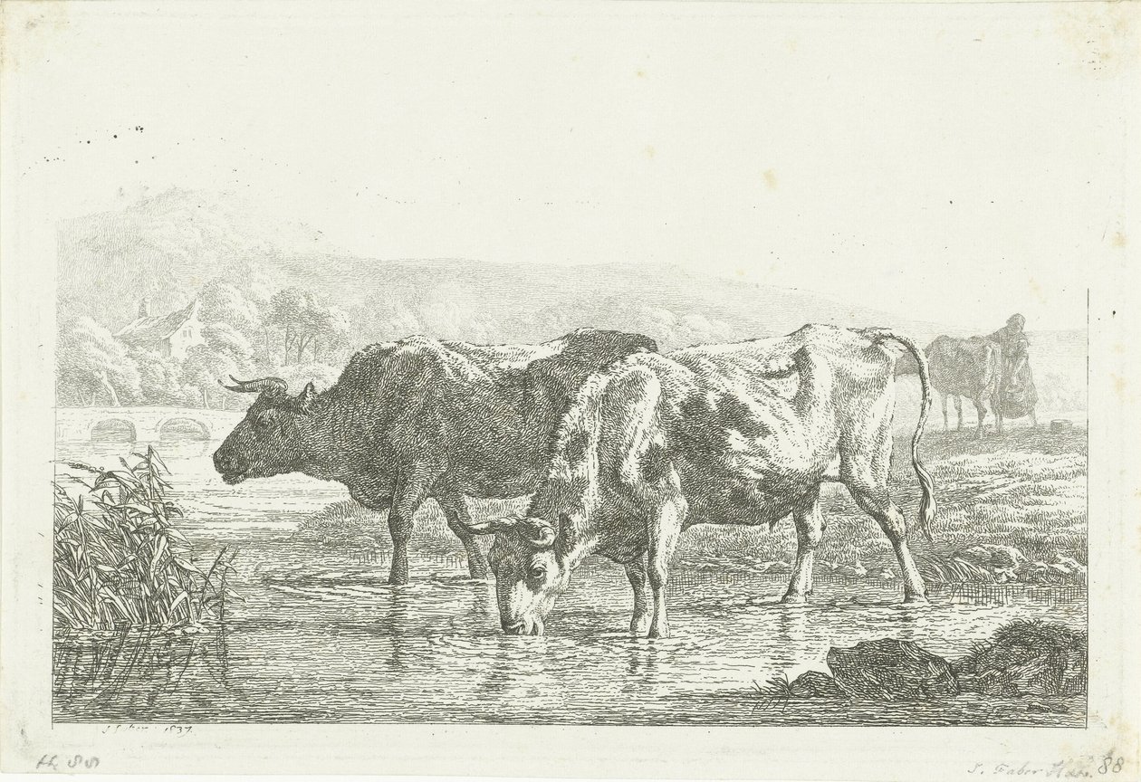 Zwei trinkende Kühe von Frédéric Théodore Faber