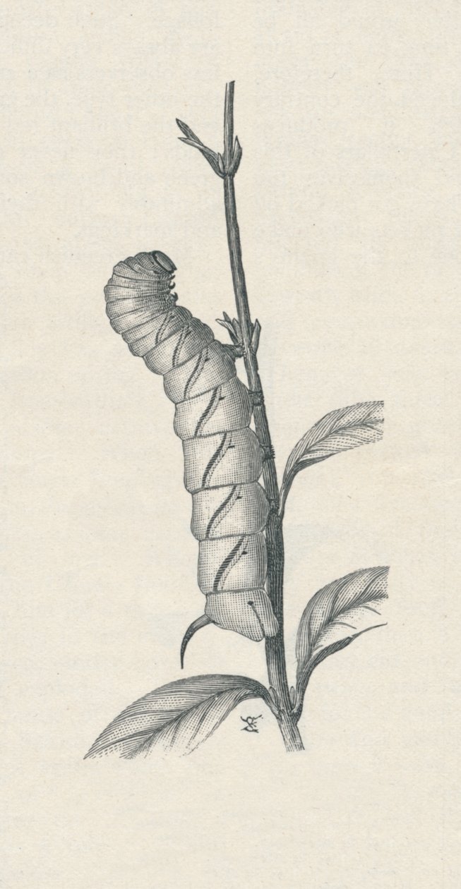 Ausgewachsene Raupe des Ligusterschwärmers, ähnlich beschäftigt, ca. 1900, 1910 von Fred Enock