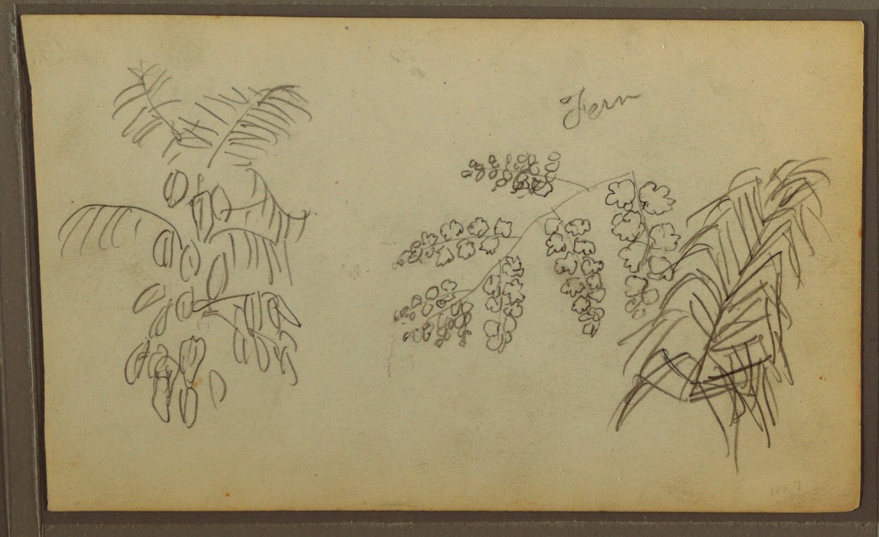 Botanische Skizzen, 1857 von Frederic Edwin Church