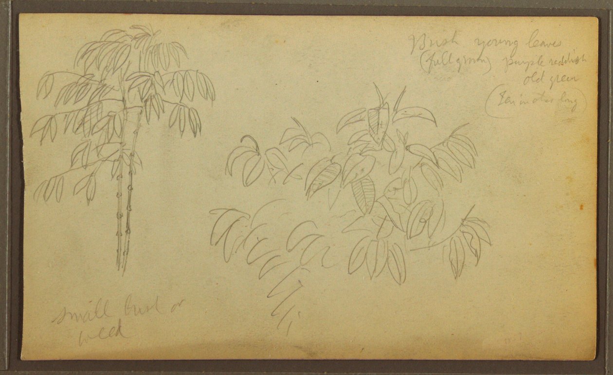 Botanische Skizzen, 1857 von Frederic Edwin Church