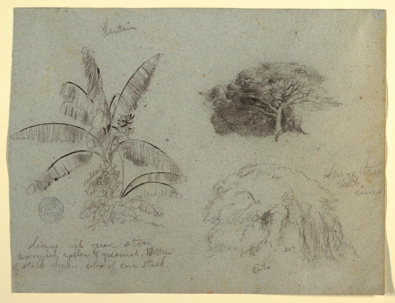 Zeichnung, Botanische Skizzen, Südamerika, Mai 1853? von Frederic Edwin Church