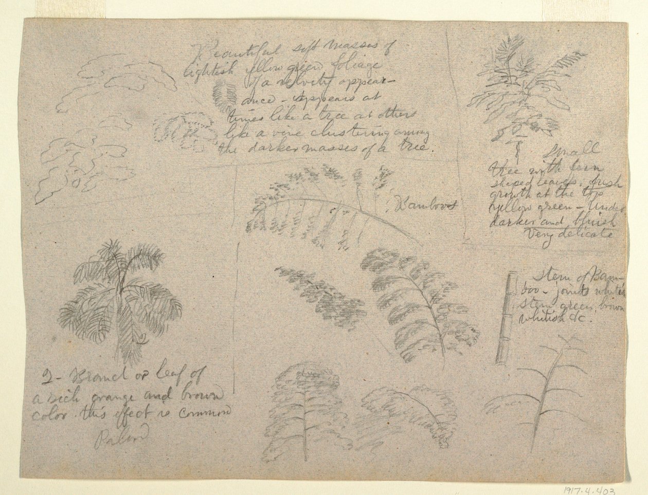 Zeichnung, Botanische Studien, gesehen vom Rio Magdalena, Kolumbien, 1853 von Frederic Edwin Church