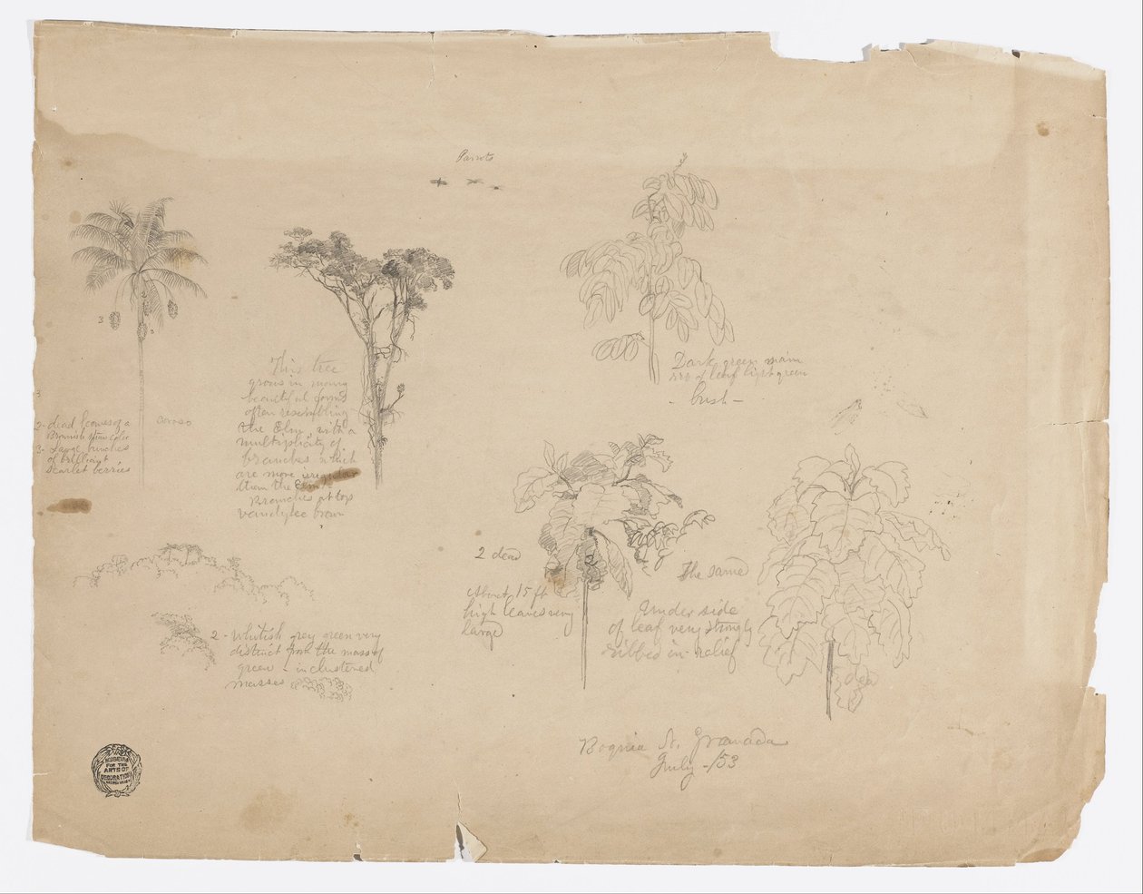 Zeichnung. Botanische Skizzen aus Kolumbien. von Frederic Edwin Church