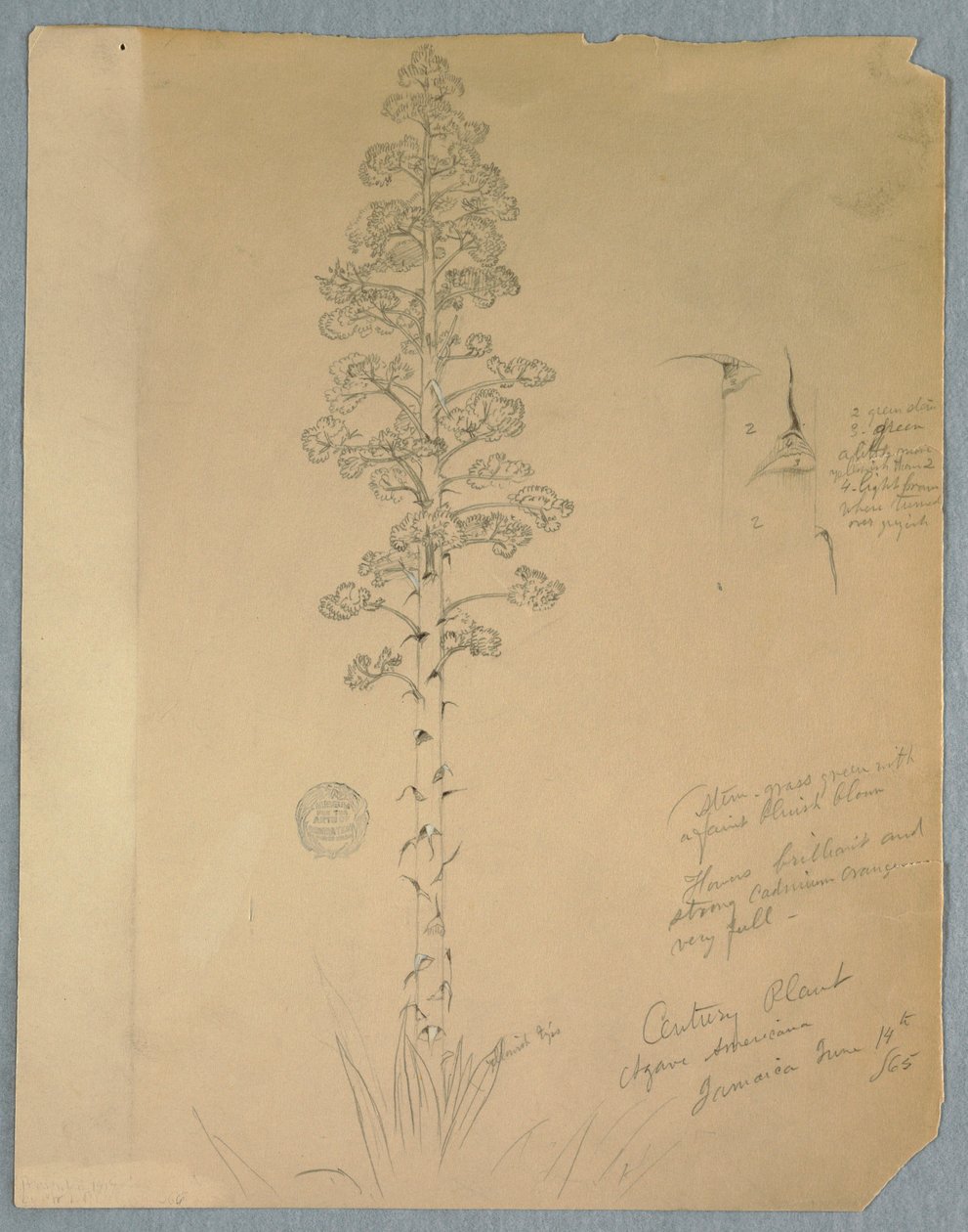 Zeichnung, Jahrhundertpflanze, Agave Americana, Jamaika, 14. Juni 1865 von Frederic Edwin Church