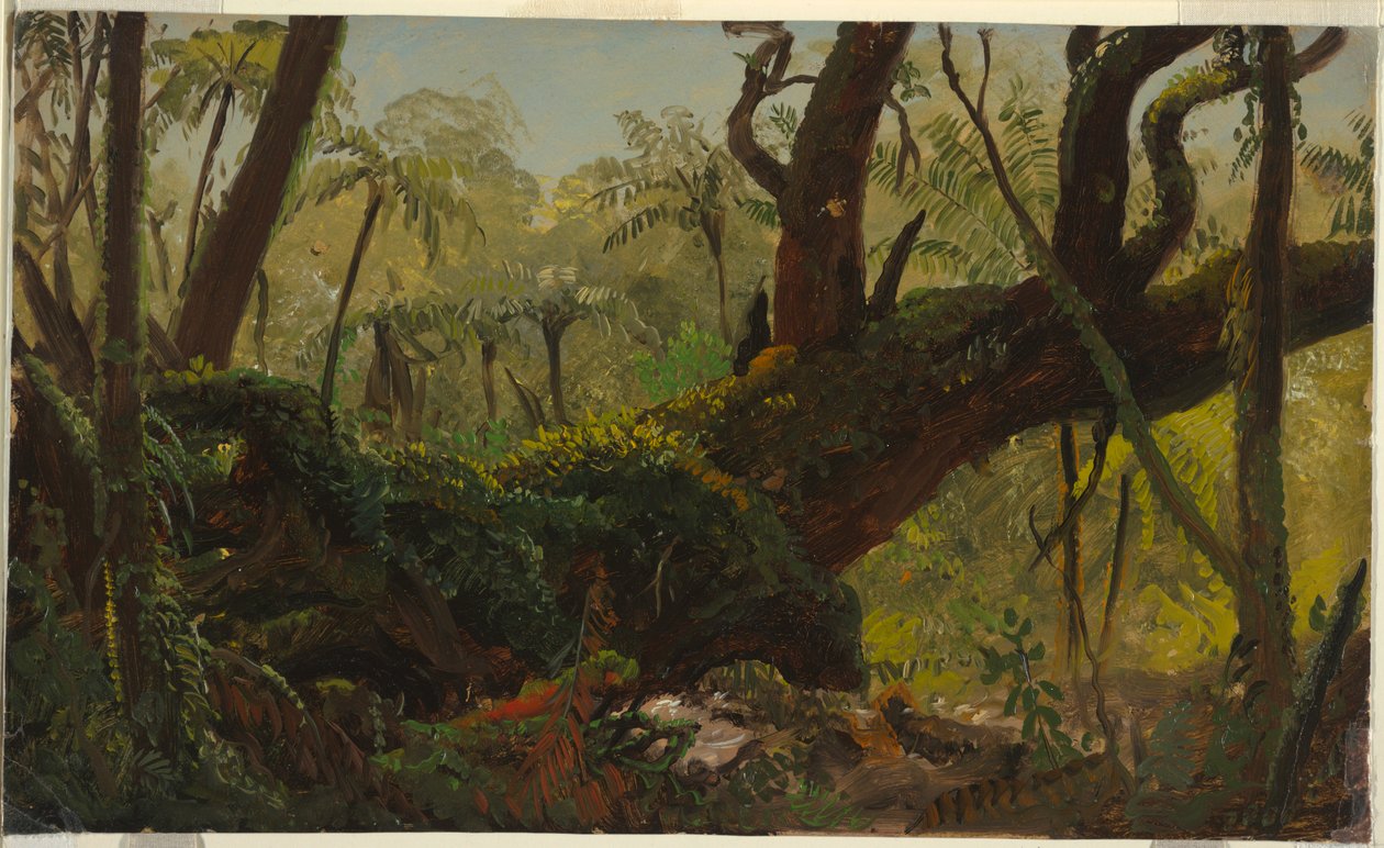 Zeichnung, Regenwald, Jamaika, Westindische Inseln, April–August 1865 von Frederic Edwin Church