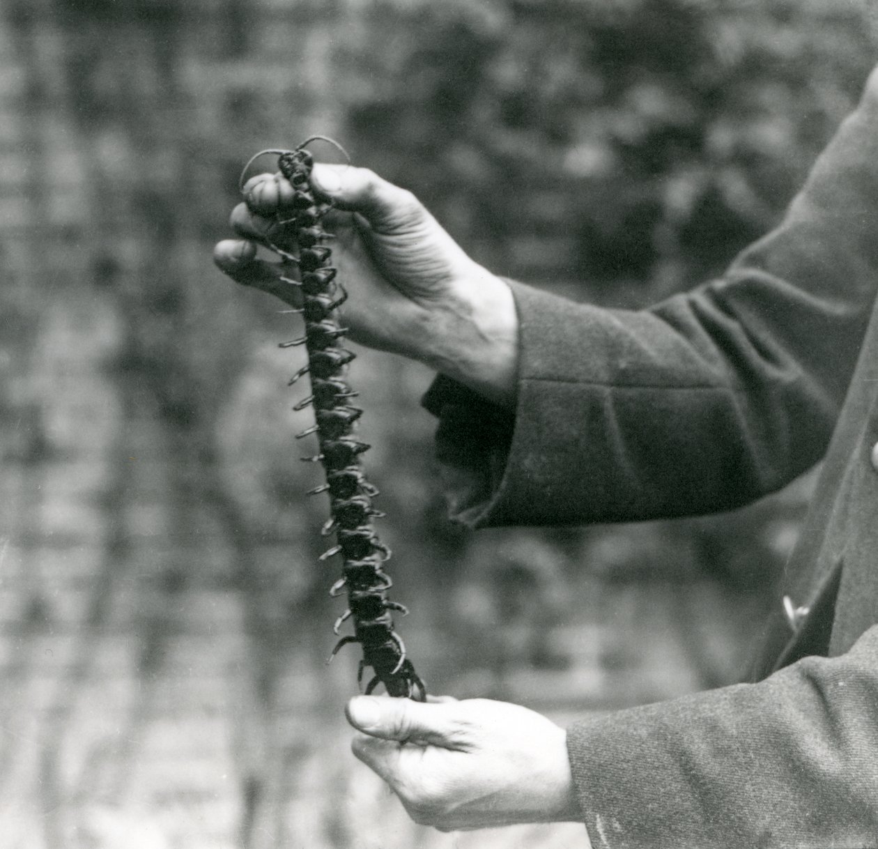 Ein Riesenhundertfüßer wird vorsichtig von seinem Wärter hochgehalten, Londoner Zoo, 1923 (Schwarz-Weiß-Foto) von Frederick William Bond