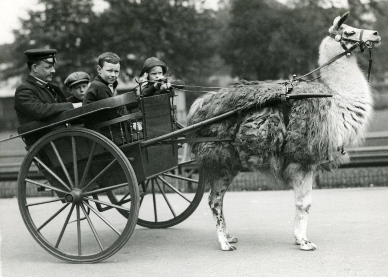 Eine Lama-Kutschfahrt mit Wärter und Kindern im Londoner Zoo, Mai 1914 von Frederick William Bond