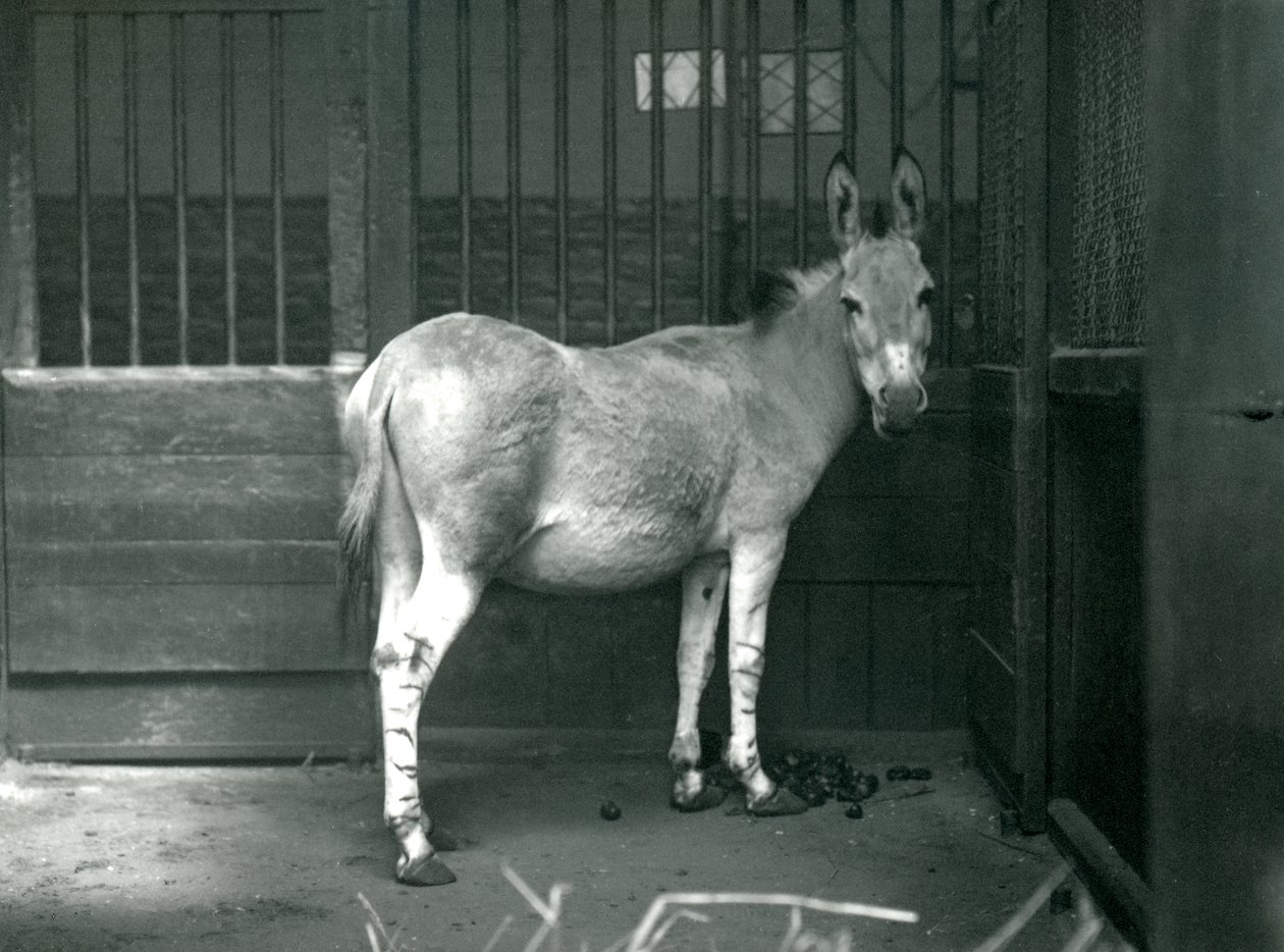 Ein Somali-Wildesel im Londoner Zoo, 1915. Der Somali-Wildesel ist eine gefährdete Unterart des Afrikanischen Wildesels. von Frederick William Bond