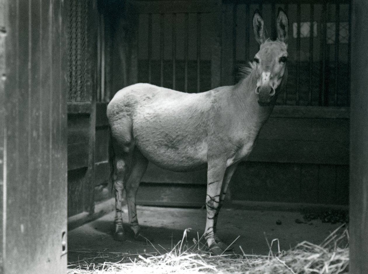 Ein Somali-Wildesel im Londoner Zoo, 1915. Der Somali-Wildesel ist eine gefährdete Unterart des Afrikanischen Wildesels. von Frederick William Bond