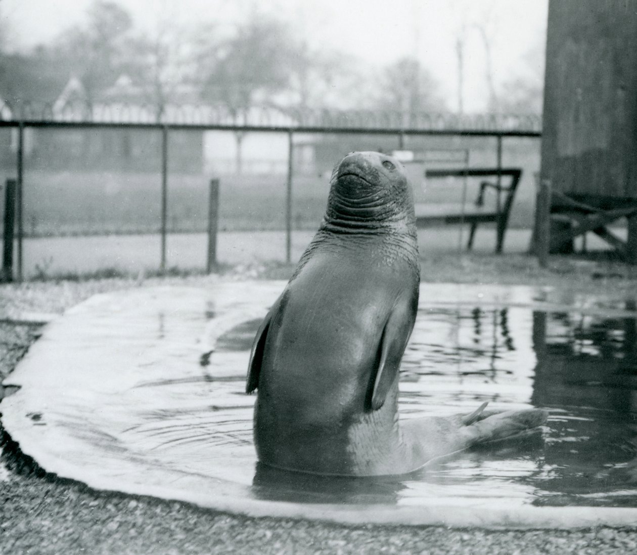 Ein südlicher See-Elefant im Londoner Zoo, Januar 1912 von Frederick William Bond