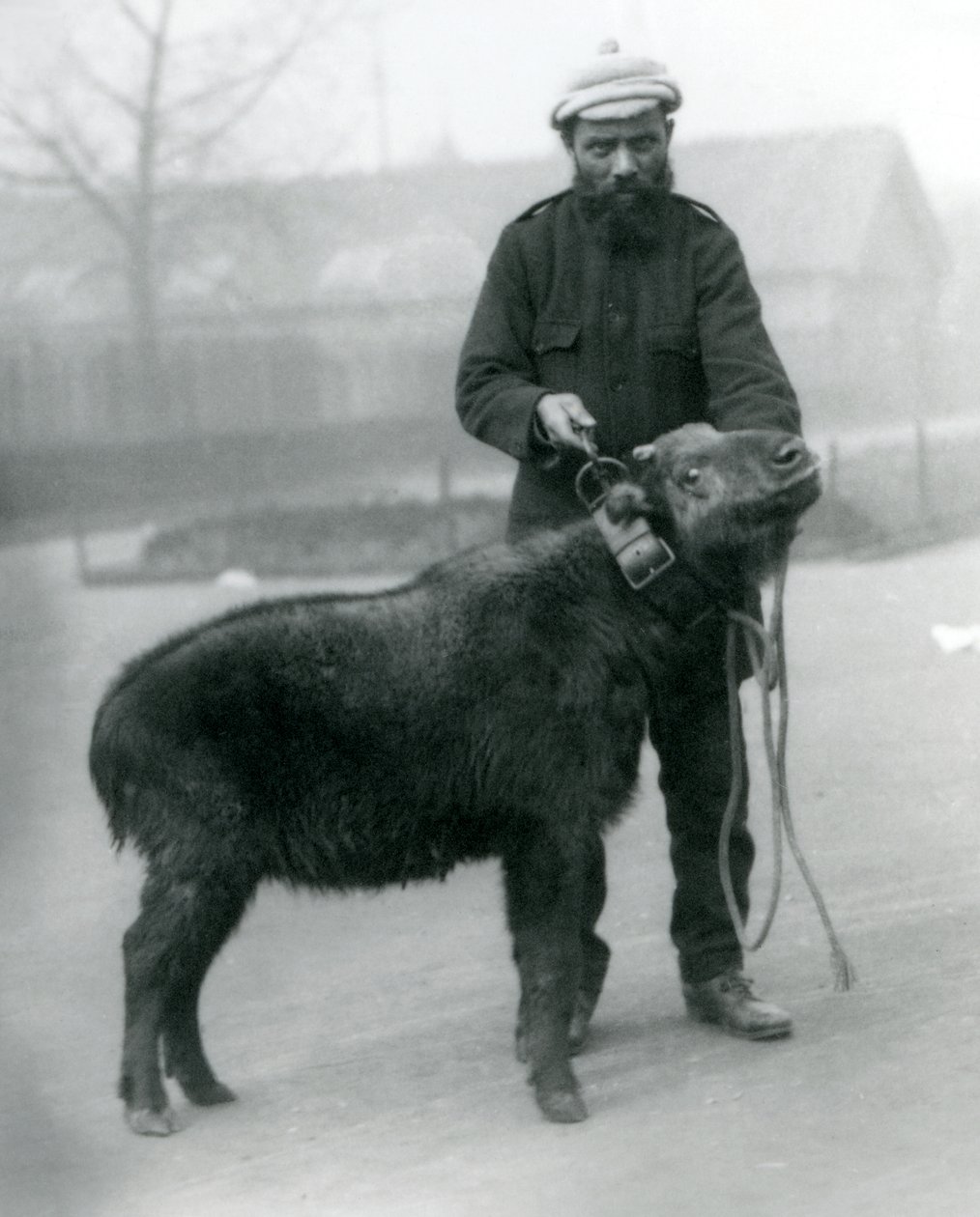Eine weibliche Takin, auch bekannt als Rindergämse oder Gnu-Ziege, mit Pfleger, London Zoo, April 1923 von Frederick William Bond