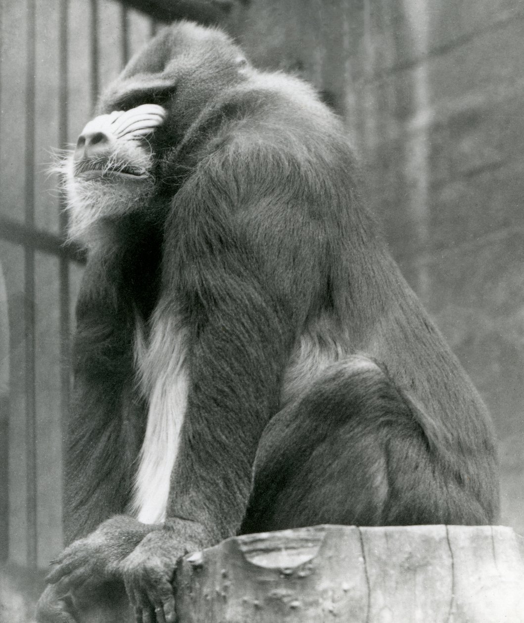 Ein männlicher Mandrill George sitzt auf einem Baumstamm in seinem Gehege, Londoner Zoo, August 1923 von Frederick William Bond