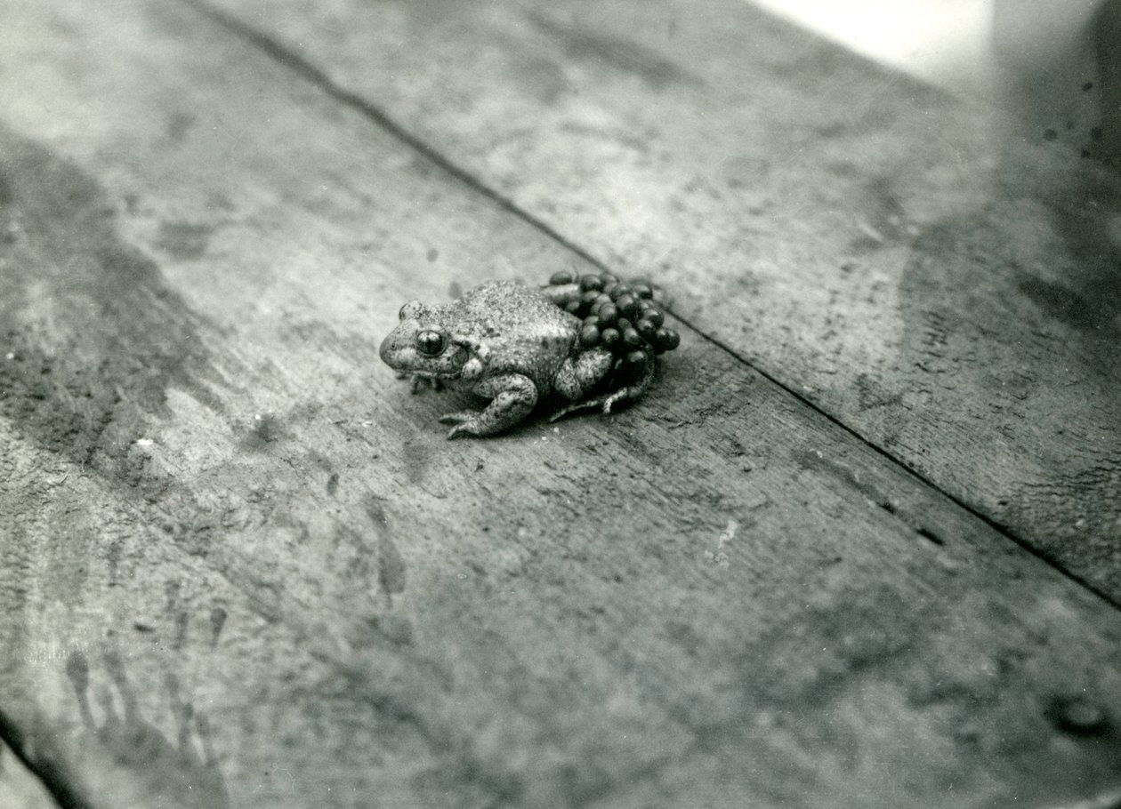 Ein männlicher Geburtshelferkröte, der befruchtete Eier auf seinem Rücken trägt, London Zoo, September 1921 von Frederick William Bond