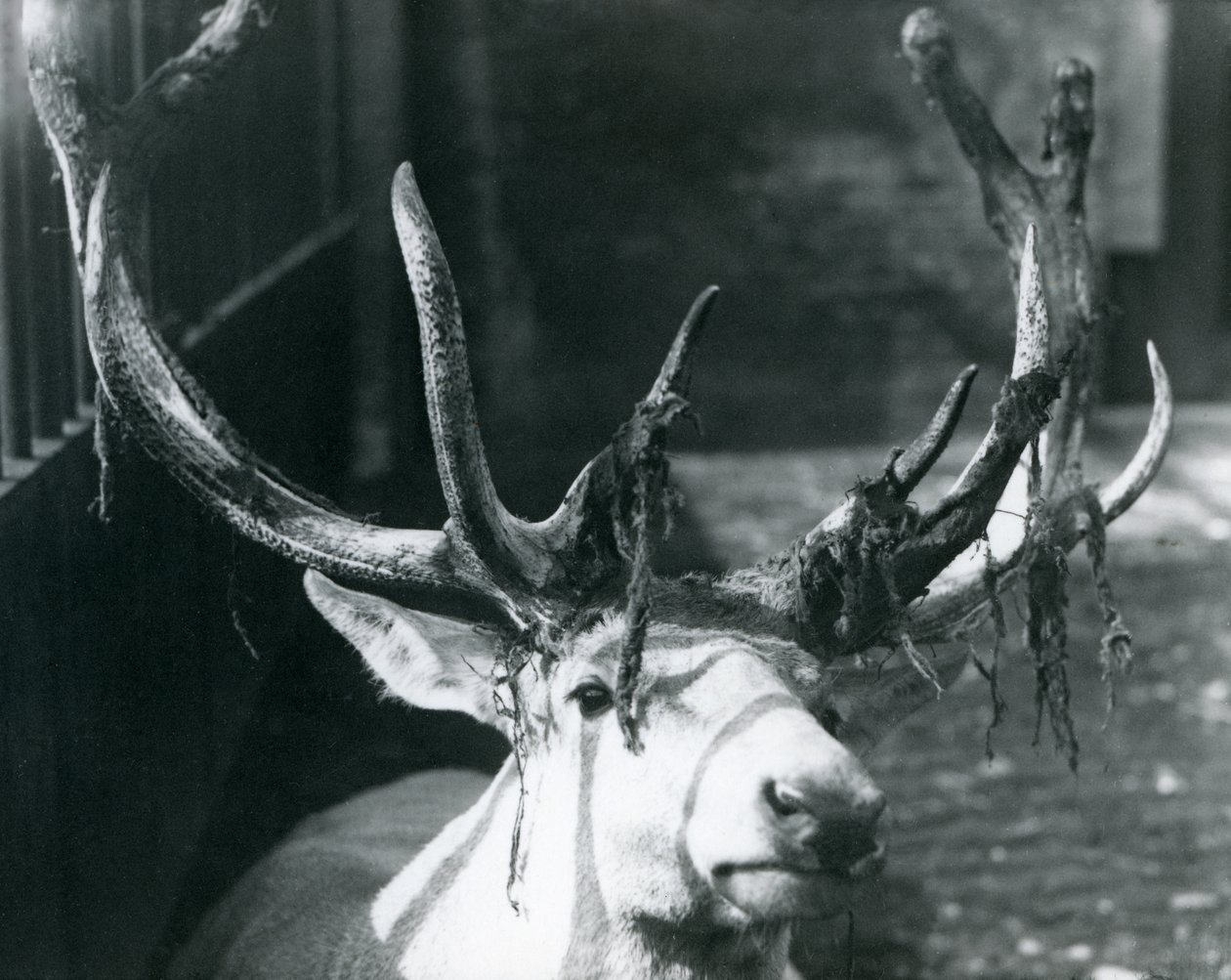 Ein ausgewachsener Wallich-Hirsch, der im Londoner Zoo im Oktober 1922 Samt abwirft von Frederick William Bond