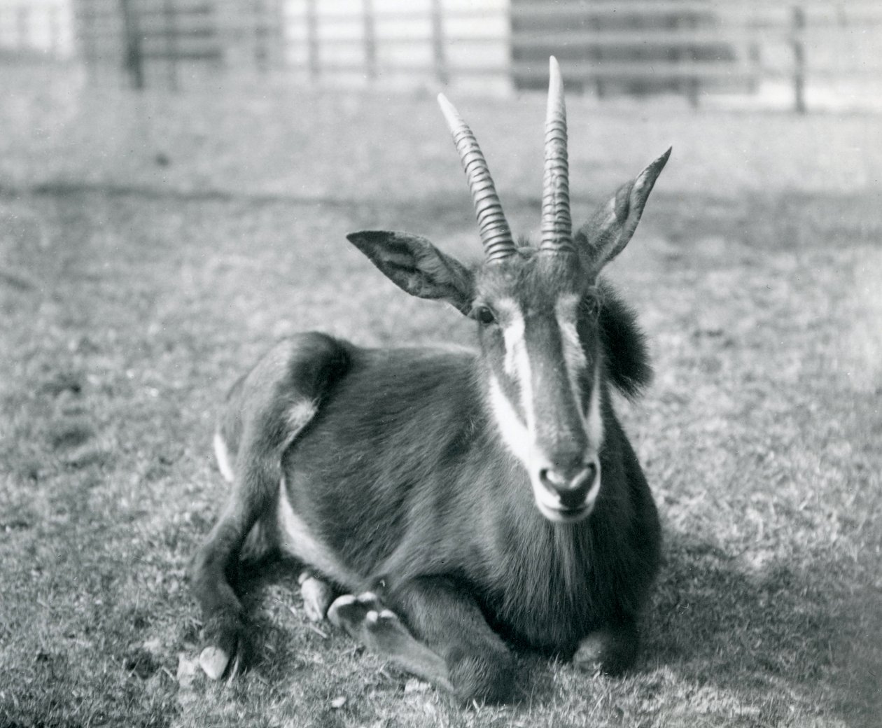 Ein junger Säbelantilope im Londoner Zoo, ca. 1912 von Frederick William Bond