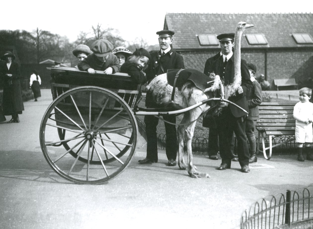 Eine Straußenkutschfahrt mit Kindern und Wärtern George Blore und William Dexter im Londoner Zoo, ca. 1913 von Frederick William Bond