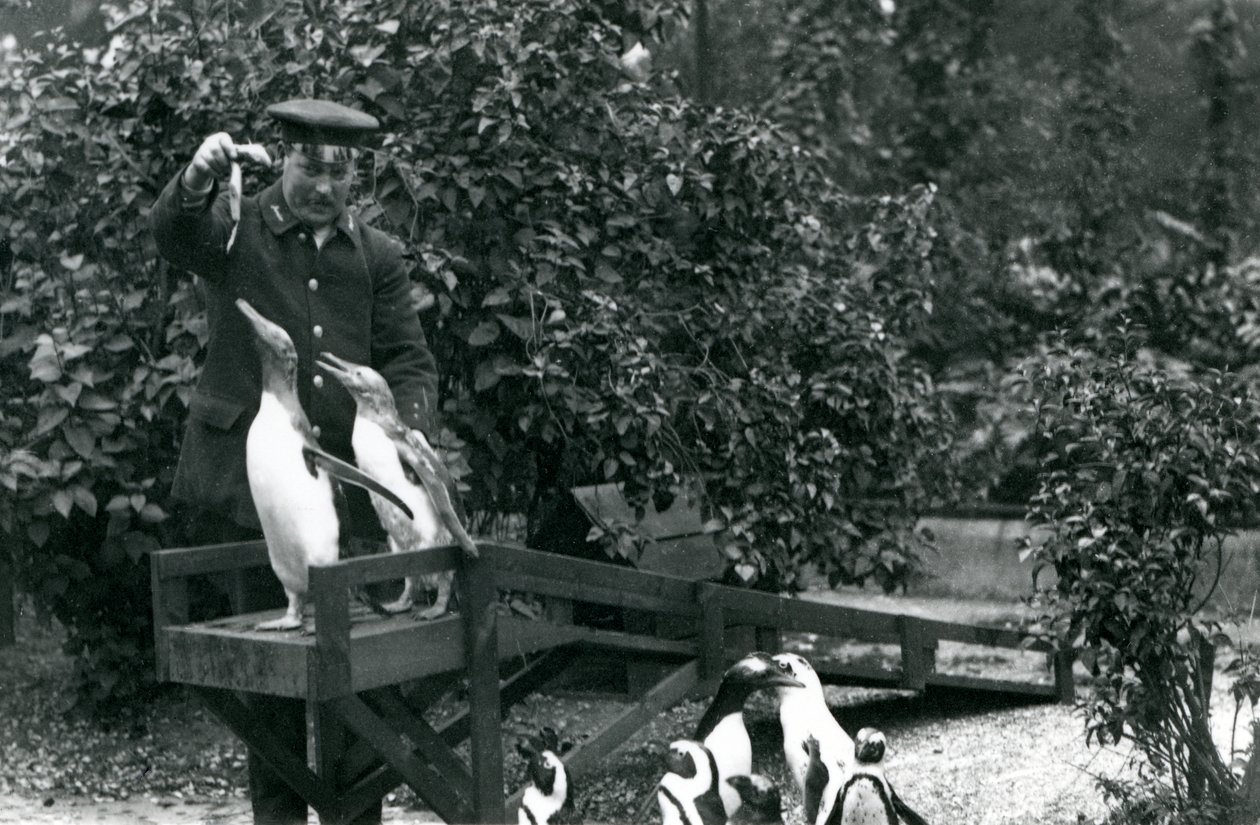 Eselspinguine, auf ihrem Sprungbrett, gefüttert mit Fisch von Wärter Albert White, während Schwarzfußpinguine zuschauen, London Zoo, 1914 von Frederick William Bond