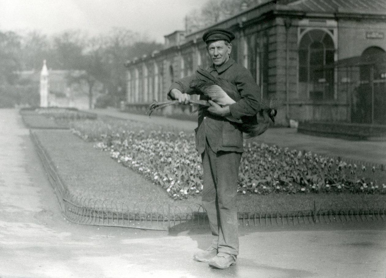 Pfleger G. Blore trägt einen Kronenkranich, London Zoo, Mai 1923 von Frederick William Bond