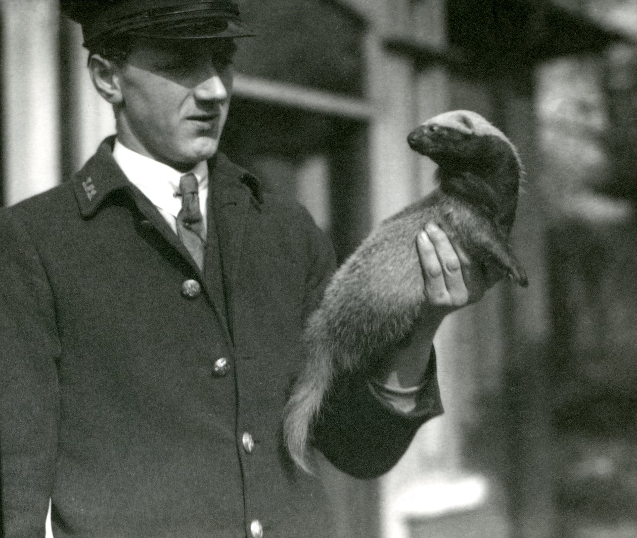 Wärter Leslie Flewin hält einen Grison, Londoner Zoo, 1923 (Schwarz-Weiß-Foto) von Frederick William Bond