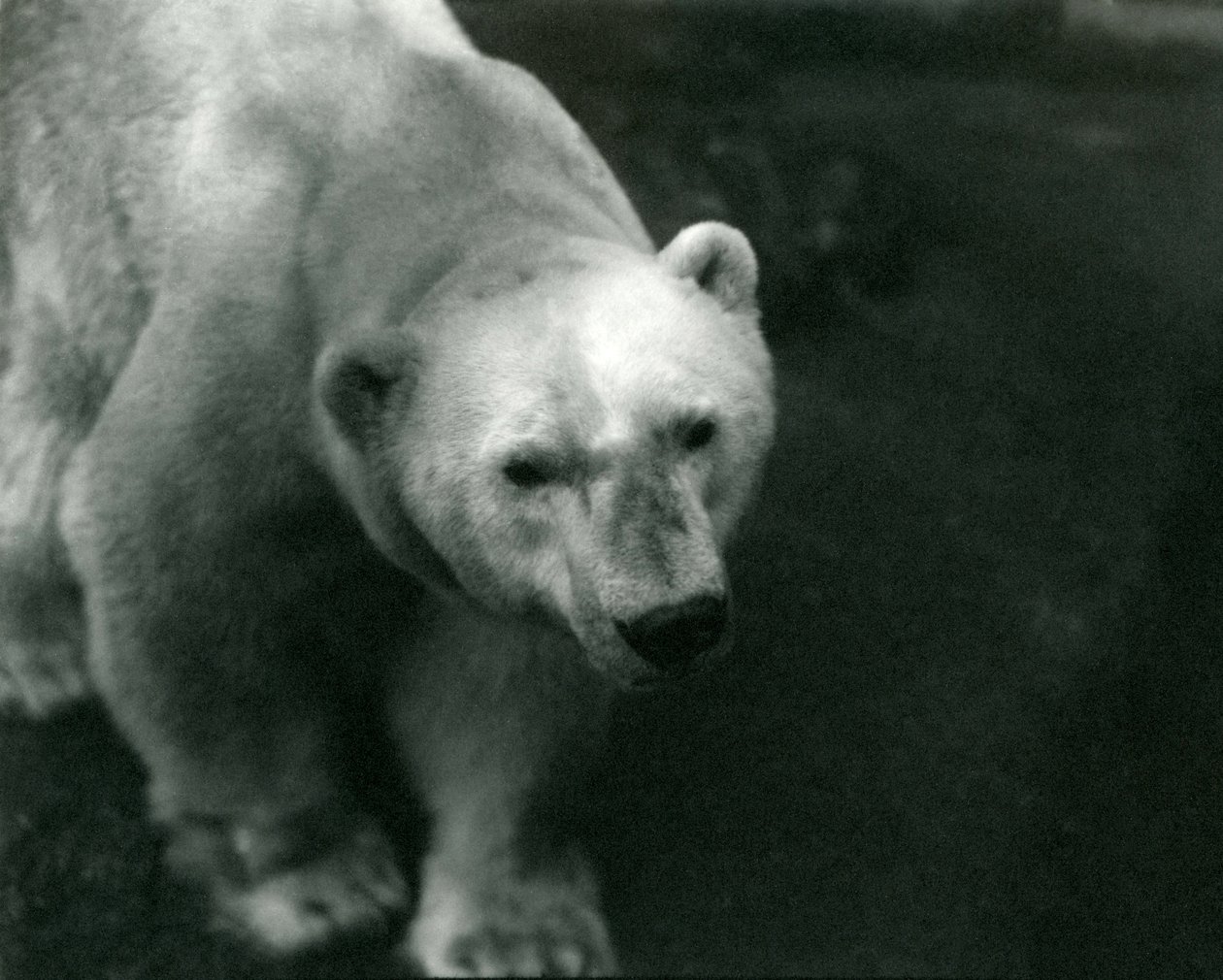 Eisbär 