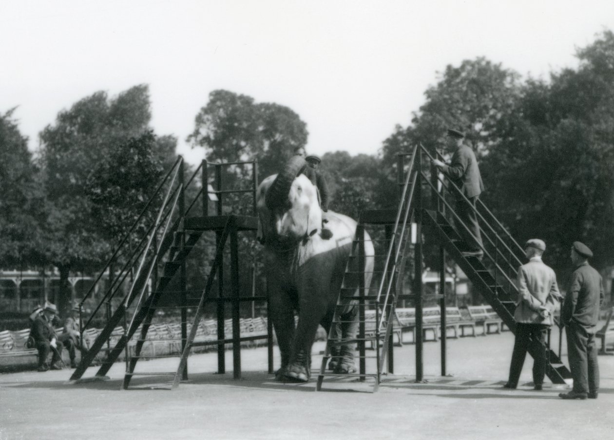 Syed Ali trainiert Indiarani, während andere Mitarbeiter und Wärter zuschauen, London Zoo, Juni 1922 von Frederick William Bond