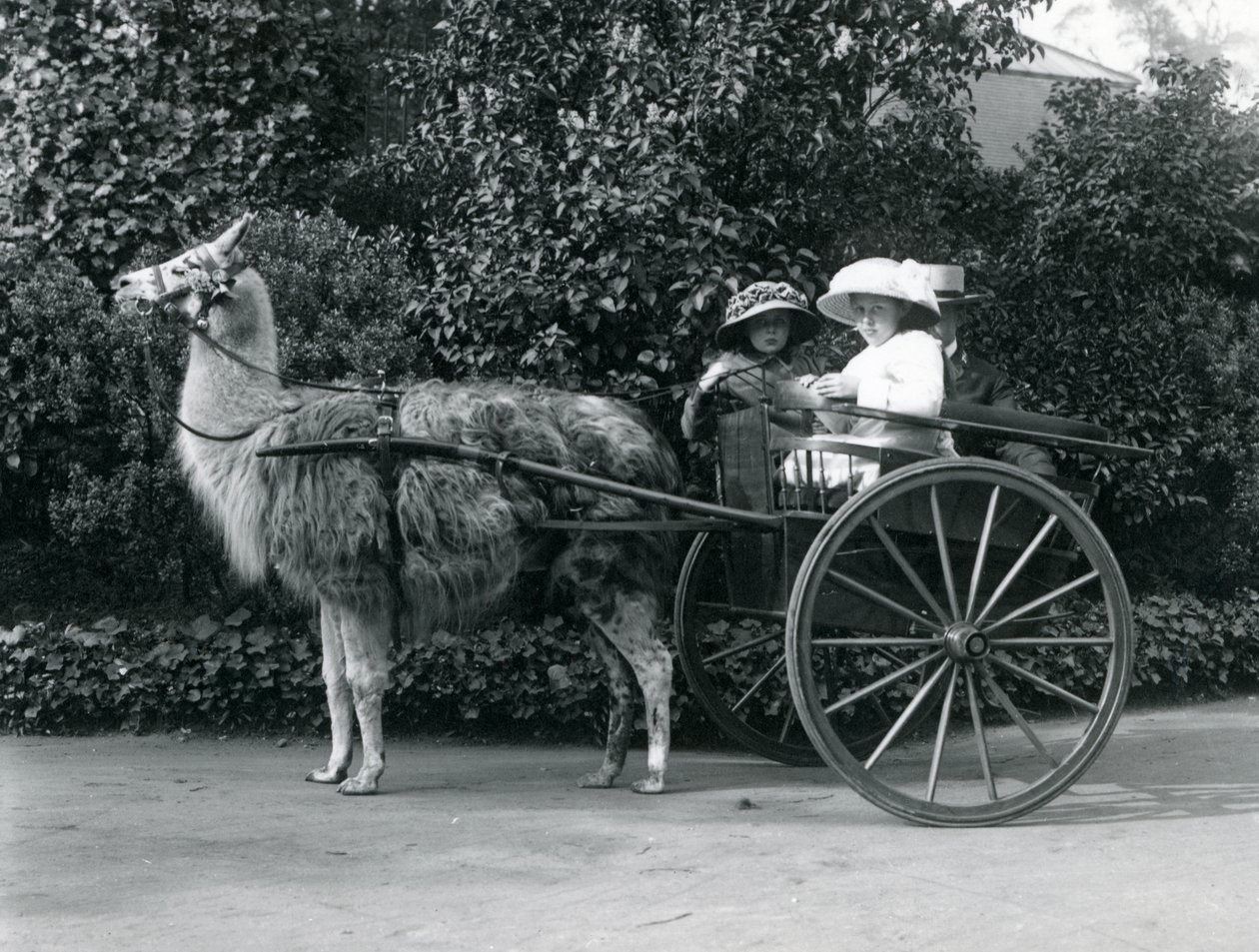 Drei Besucher, darunter zwei junge Mädchen, in einem von einem Lama gezogenen Wagen, London Zoo, um 1912 von Frederick William Bond
