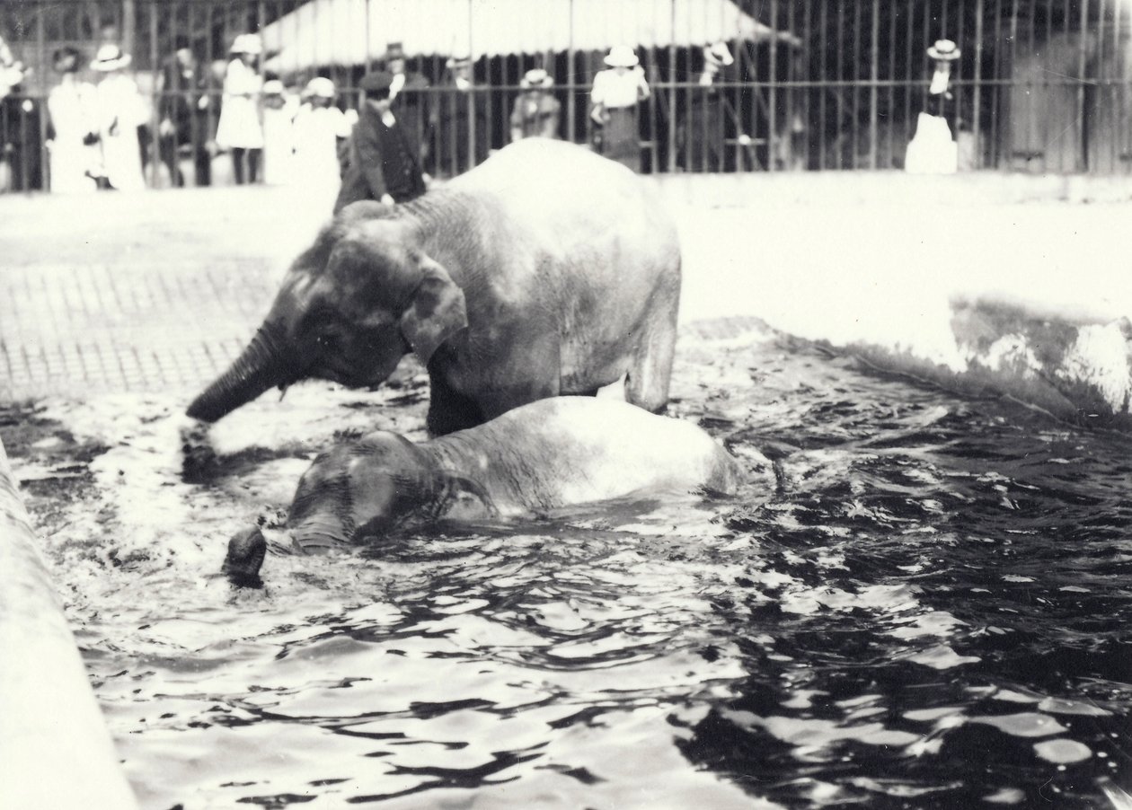 Zwei asiatische Elefanten baden im Pool im Londoner Zoo, beobachtet von Wärter und Besuchermenge, Juni 1914 von Frederick William Bond