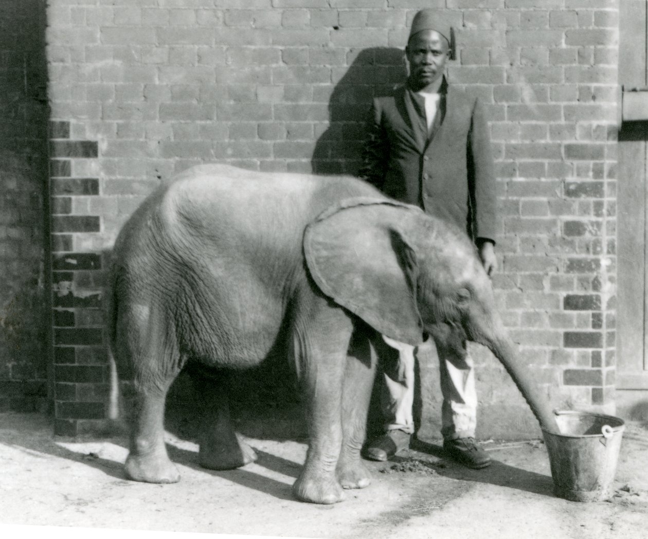 Der junge afrikanische Elefant Kiberenge wird von Darisha getränkt, London Zoo, September 1923 von Frederick William Bond