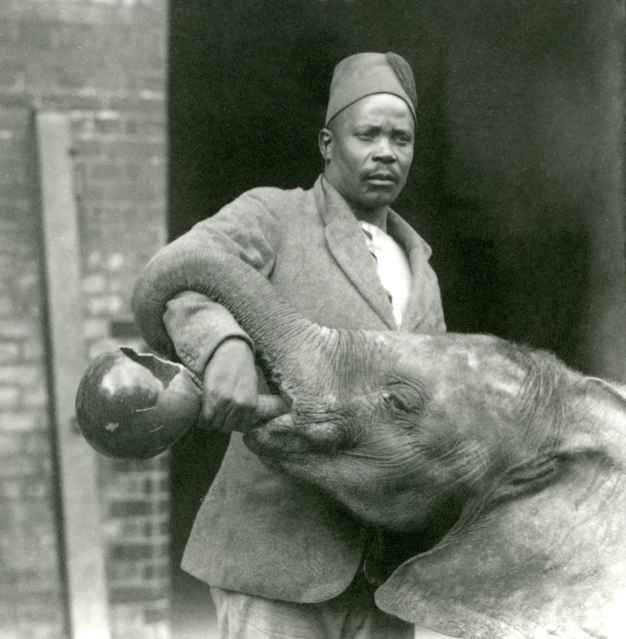 Der junge afrikanische Elefant Kiberenge wird von Darisha getränkt, London Zoo, September 1923 von Frederick William Bond