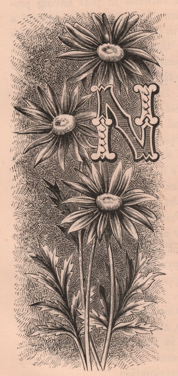 Buchstabe N, Initiale, Gravur, ca. 1880 von Frederick Edward Hulme