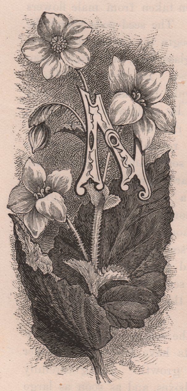 Buchstabe N, Initiale, Gravur, ca. 10x5 cm, von Frederick Edward Hulme aus 
