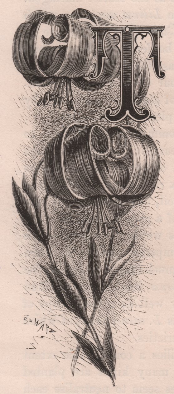 Buchstabe T, Initiale, Gravur, ca. 10x5 cm, von Frederick Edward Hulme aus 