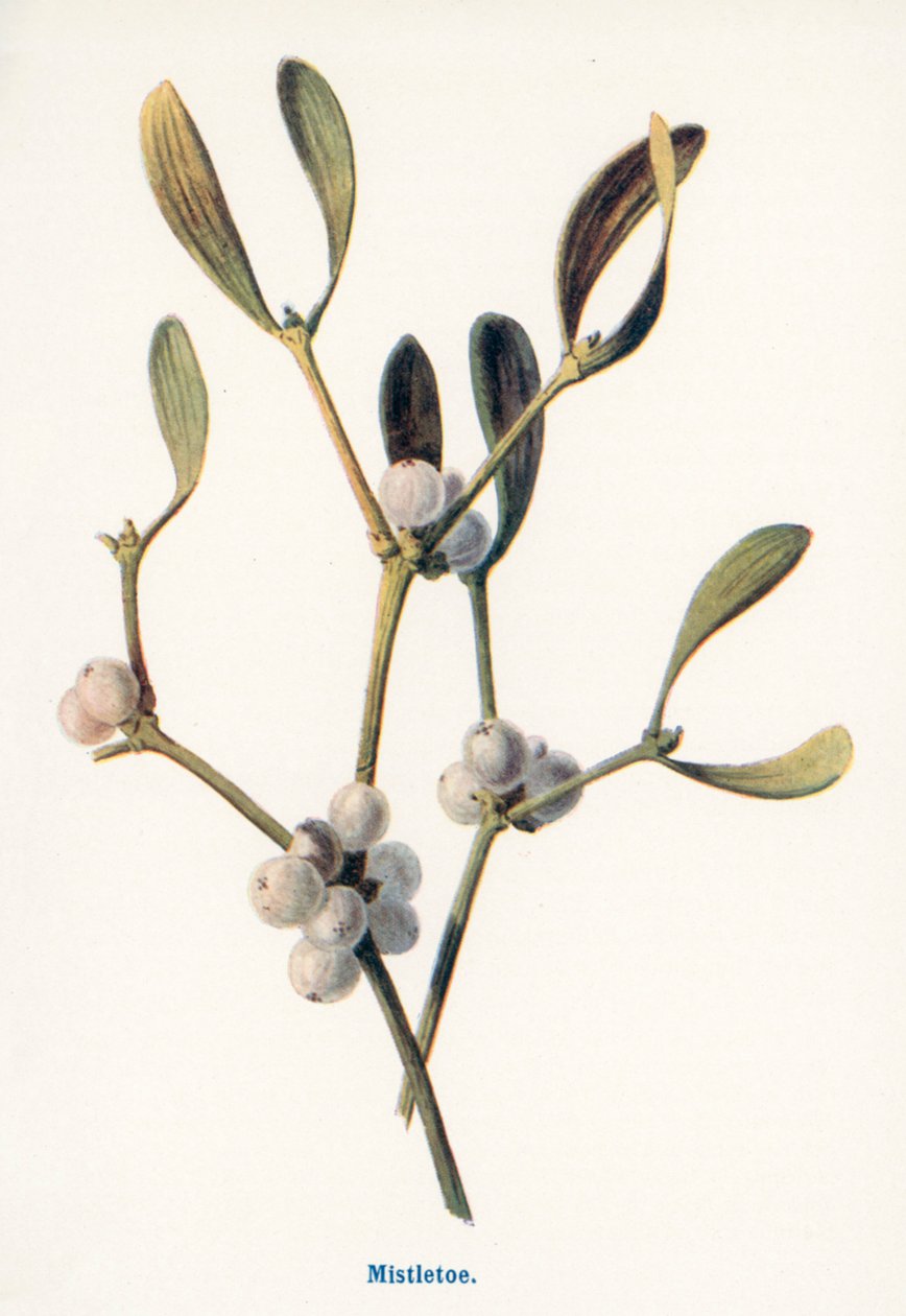Wilde Früchte der Landschaft: Mistel von Frederick Edward Hulme